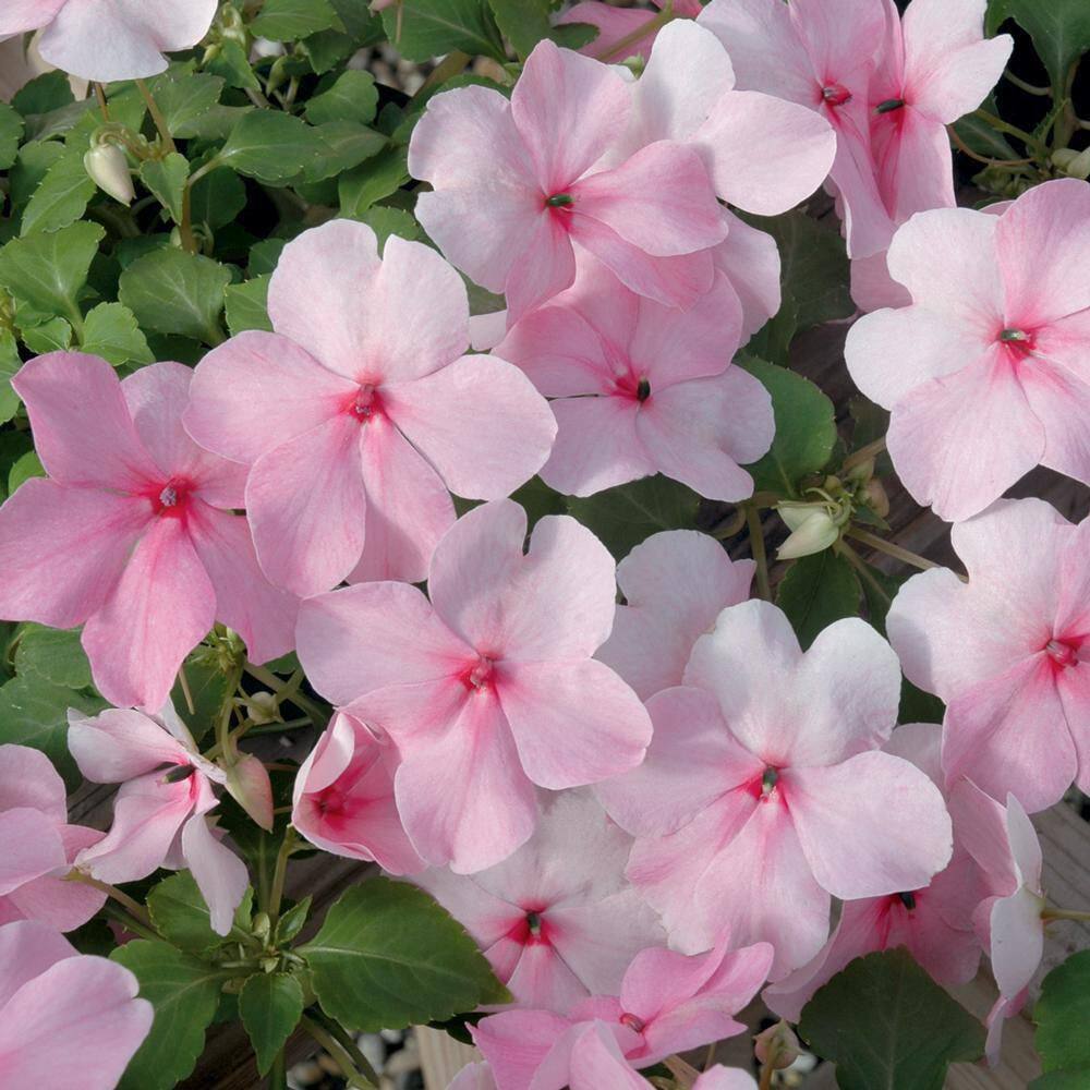 BEACON #11 Select Round Planter Impatiens Plant with Pink Flowers ...