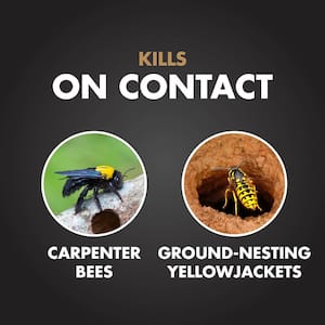 16 oz. Aerosol Carpenter Bee and Ground-Nesting Yellow Jacket Killer Foam (2-Pack)