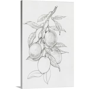 "Fruit-Bearing Branch I" by Tim O'Toole 1-Piece Museum Grade Giclee Unframed Food Art Print 30 in. x 20 in.