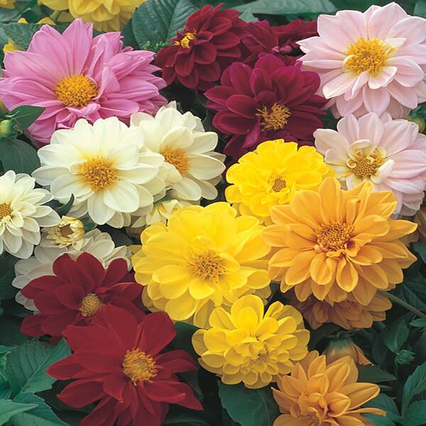 ALTMAN PLANTS 10 Dahlia Annual Plant with Assorted Flowers in Capello