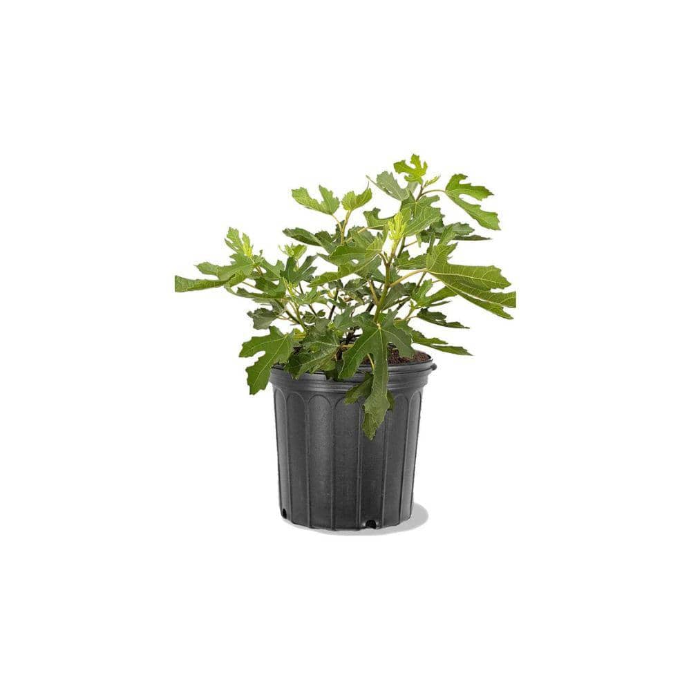 5 Gal. Dwarf Beers Black Fig Tree