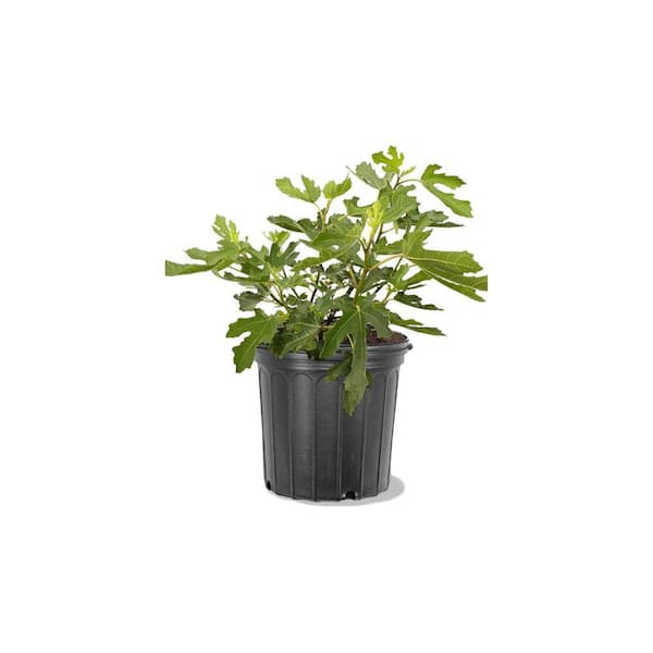 Unbranded 5 Gal. Dwarf Beer's Black Fig Tree