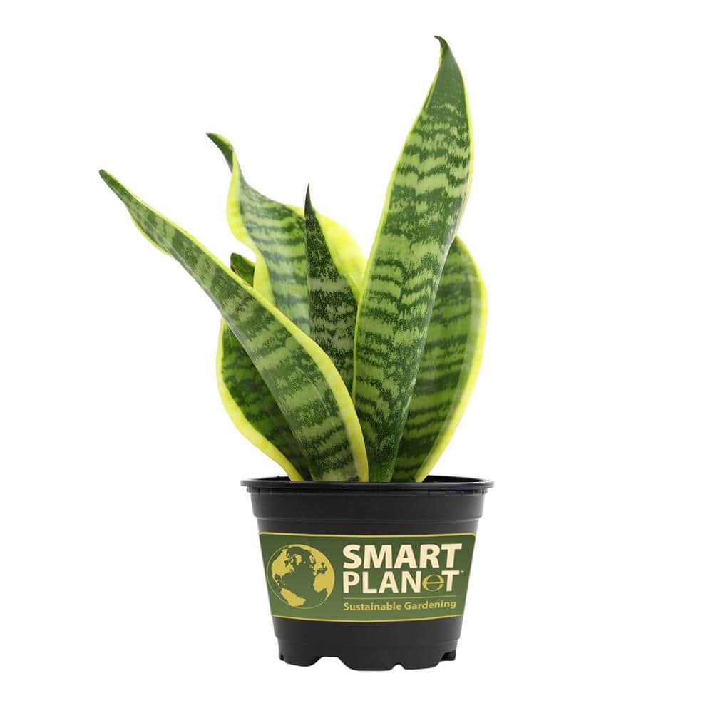 Superba Snake Plant Variety Pack with Yellow-Green Twisted Leaves