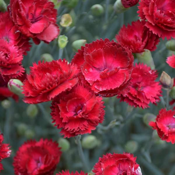 Spring Hill Nurseries Electric Red Flowering Dianthus Dormant Bare Root Perennial Starter Plant 