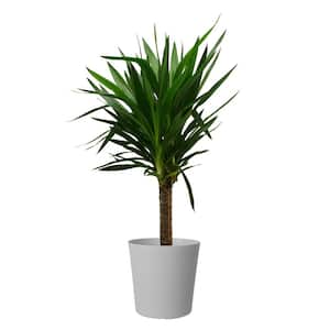 Yucca Cane Indoor Plant in 8.75 Gray Decor Pot, Avg. Shipping Height 2-3 ft. Tall