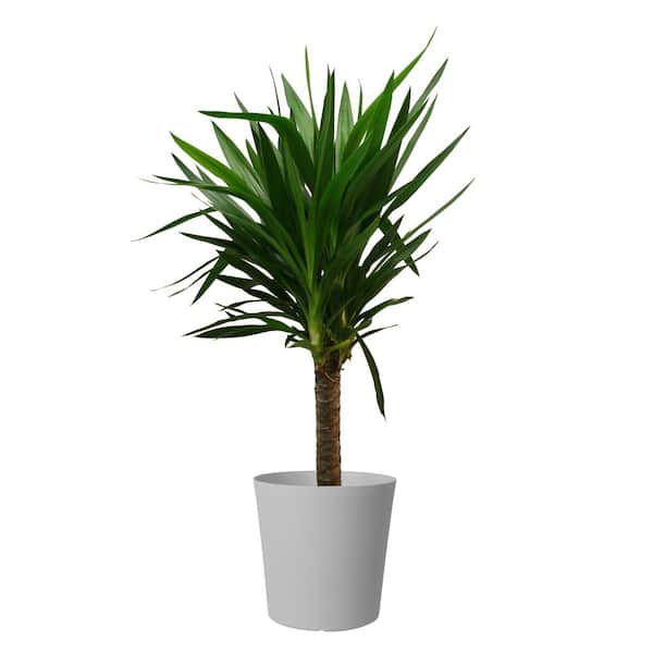Costa Farms Yucca Cane Indoor Plant in 8.75 Gray Decor Pot, Avg. Shipping Height 2-3 ft. Tall