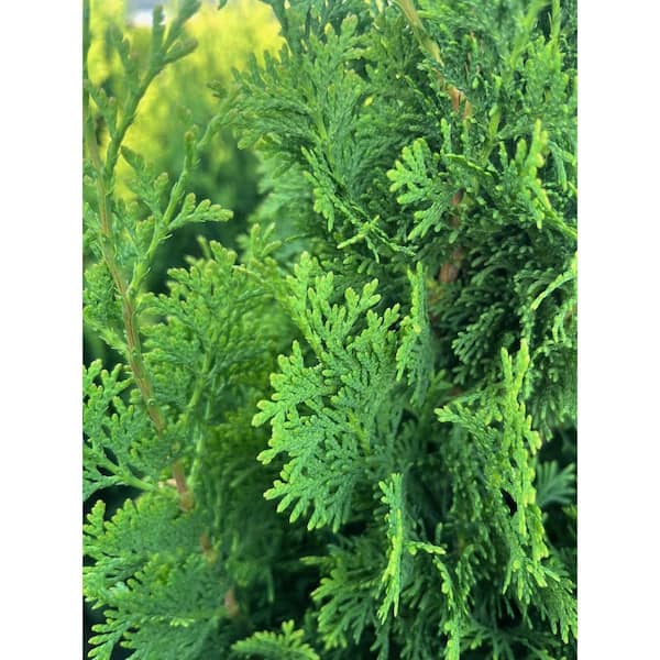 6.08 Gal. Emerald Green Arborvitae Thuja Live Evergreen Shrub
