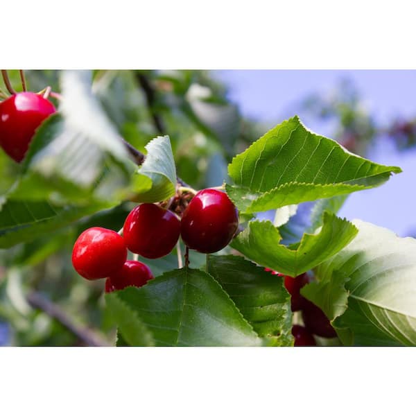 BELL NURSERY Balaton Cherry Live Bare Root Tree 4 ft. to 5 ft. Tall, 2 ...