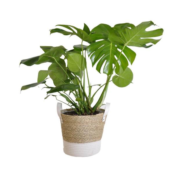 United Nursery Swiss Cheese Plant Live Monstera Deliciosa Plant 24 in. to 28 in. Tall in 10 in. Beige and White Wicker Basket