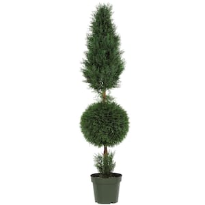 Indoor and Outdoor 5 ft. Artificial Cypress Ball and Cone Silk Tree with Planter