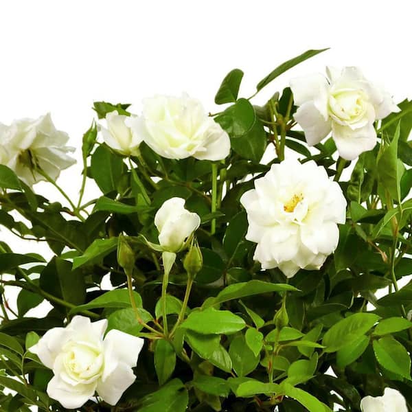 Vigoro 3 Gal. Vigoro Iceberg Rose with Assorted Colored Flowers in