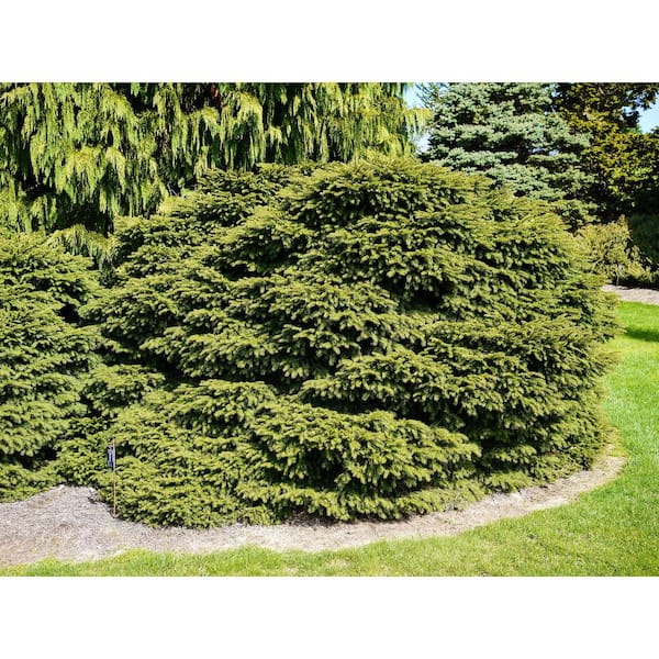1 Gal. Bird's Nest Norway Spruce Shrub Hardy, Uniquely Shaped, Lowmaintenance Dwarf Conifer