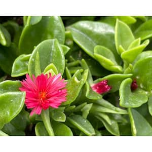 15 in. to 20 in. Mature Width Atenia Cordifolia Live Aptenia 'Red Apple' Pet Safe