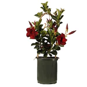 16 in. to 19 in. Tall Mandevilla Hoop Crimson Red Live Outdoor Vining Plant in 6 in. Grower