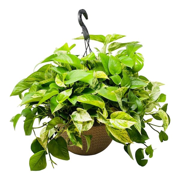 Pure Beauty Farms 2 Gal. Golden Pothos Plant in 12 In. Hanging Basket  DC12HBGOLPOTHOS - The Home Depot