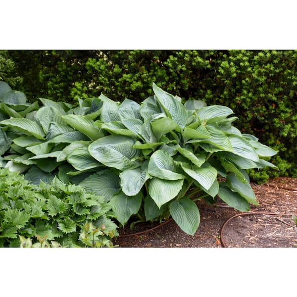 1 Gal. Shadowland Empress Wu Hosta Live Flowering Shade Perennial Plant