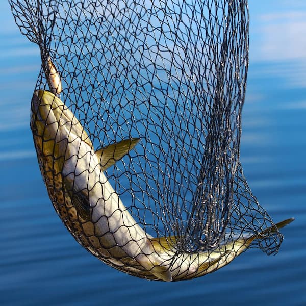 Fish Shrimp Skimming Net Fine Mesh Extendable Stainless Steel Handle  Fishing Net