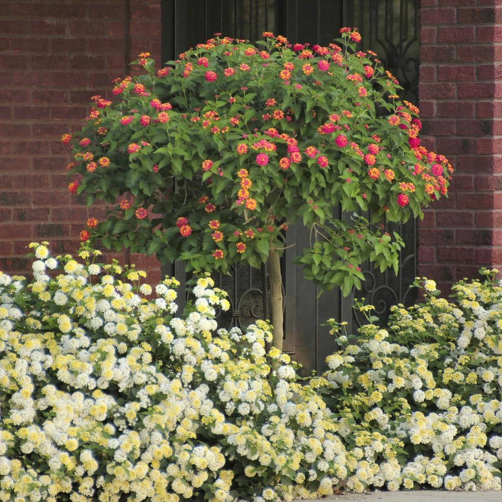 national PLANT NETWORK Athens Rose Lantana Patio Tree Lantana Annual ...