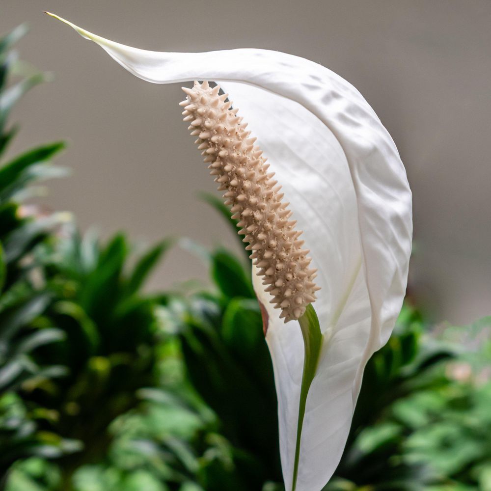 national PLANT NETWORK 4 in. Spathiphyllum Domino Variegated Peace