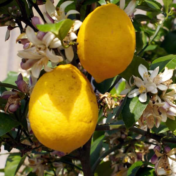 Alder & Oak #3 container-New Zealand Lemonade Lemon Tree