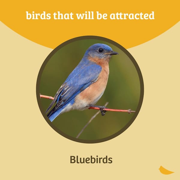 16 Types of Blue Birds (With Photos) - Bird Feeder Hub