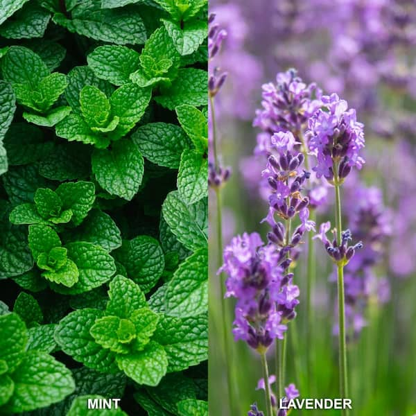 Grow Lavender in Your Herb Garden - The Home Depot