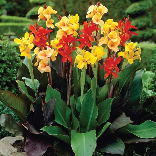 Everything you need to know about growing cannas - The Middle-Sized Garden