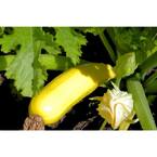 4.25 in. Eco+Grande Gold Rush (Zucchini) Live Vegetable Plant (4-Pack)