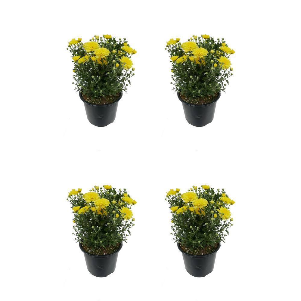 1.0-Pint Spring Mum Annual Plant with Yellow Flowers 1.0 PT (4-Pack)