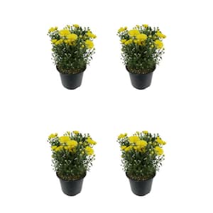 1.0-Pint Spring Mum Annual Plant with Yellow Flowers 1.0 PT (4-Pack)