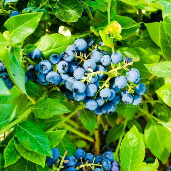 Powder Blue Blueberry Bushes for Sale at Arbor Day's Online Tree