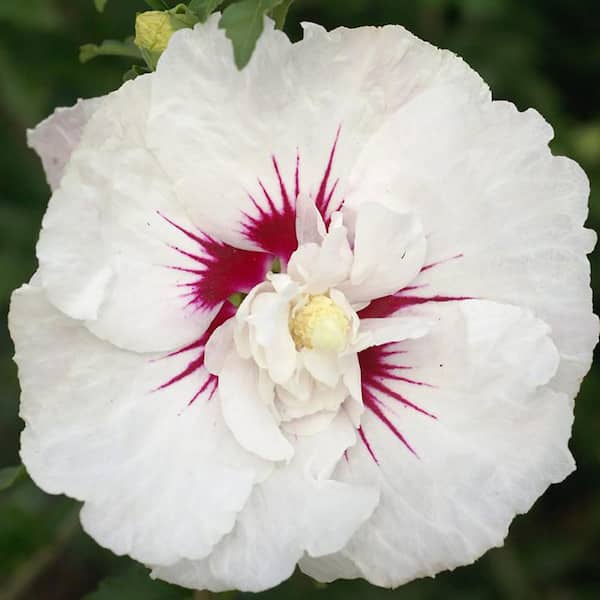 2 Gal. Bali Hibiscus Flowering Shrub with Semi-Double White Flowers