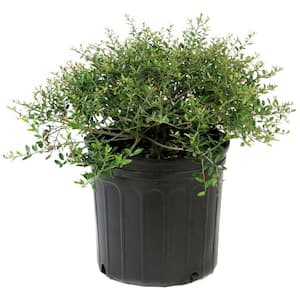 1 Gal. Holly Dwarf Yaupon Shrub (4-Pack)
