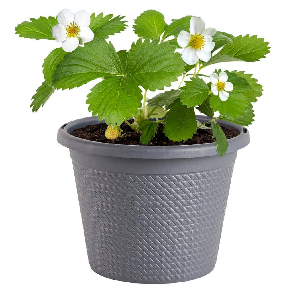 Bonnie Plants 8-in. Pot, Strawberry, Live Plant 1006313143 - The Home Depot