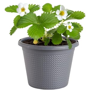 8 in. Strawberry Albion Plant with Red Blossoms in Grower Pot