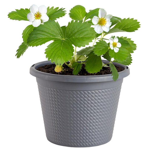 Bonnie Plants 8 in. Strawberry Albion Plant with Red Blossoms in Grower Pot