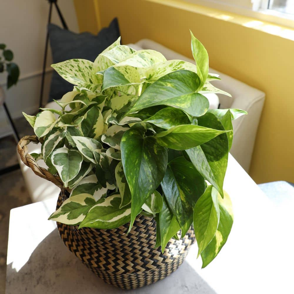 Set of 4 Assorted Pothos in Black Grower Pots