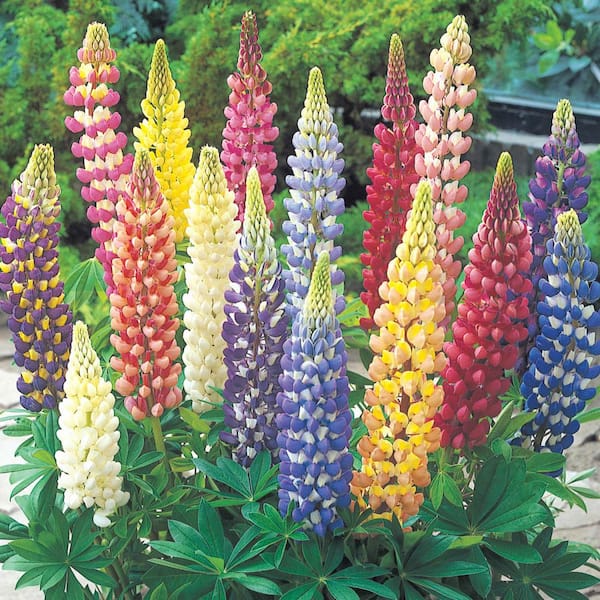 Spring Hill Nurseries 2.50 Qt. Pot, Lupine Russell Flowering Mixture Potted Perennial Plant (1-Pack)