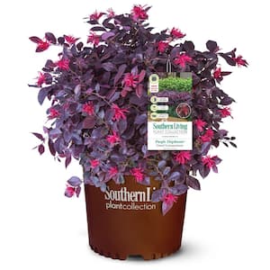 2.5 Qt. Purple Daydream Dwarf Loropetalum, Evergreen Shrub with Purple Foliage, Pink Ribbon Blooms