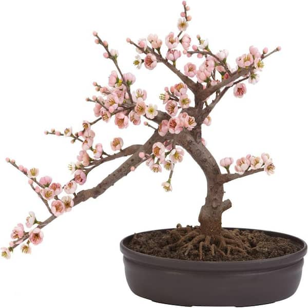 1.25 ft. Artificial Cherry Blossom Tree in Black Pot, Artificial Indoor Home Decor Plant