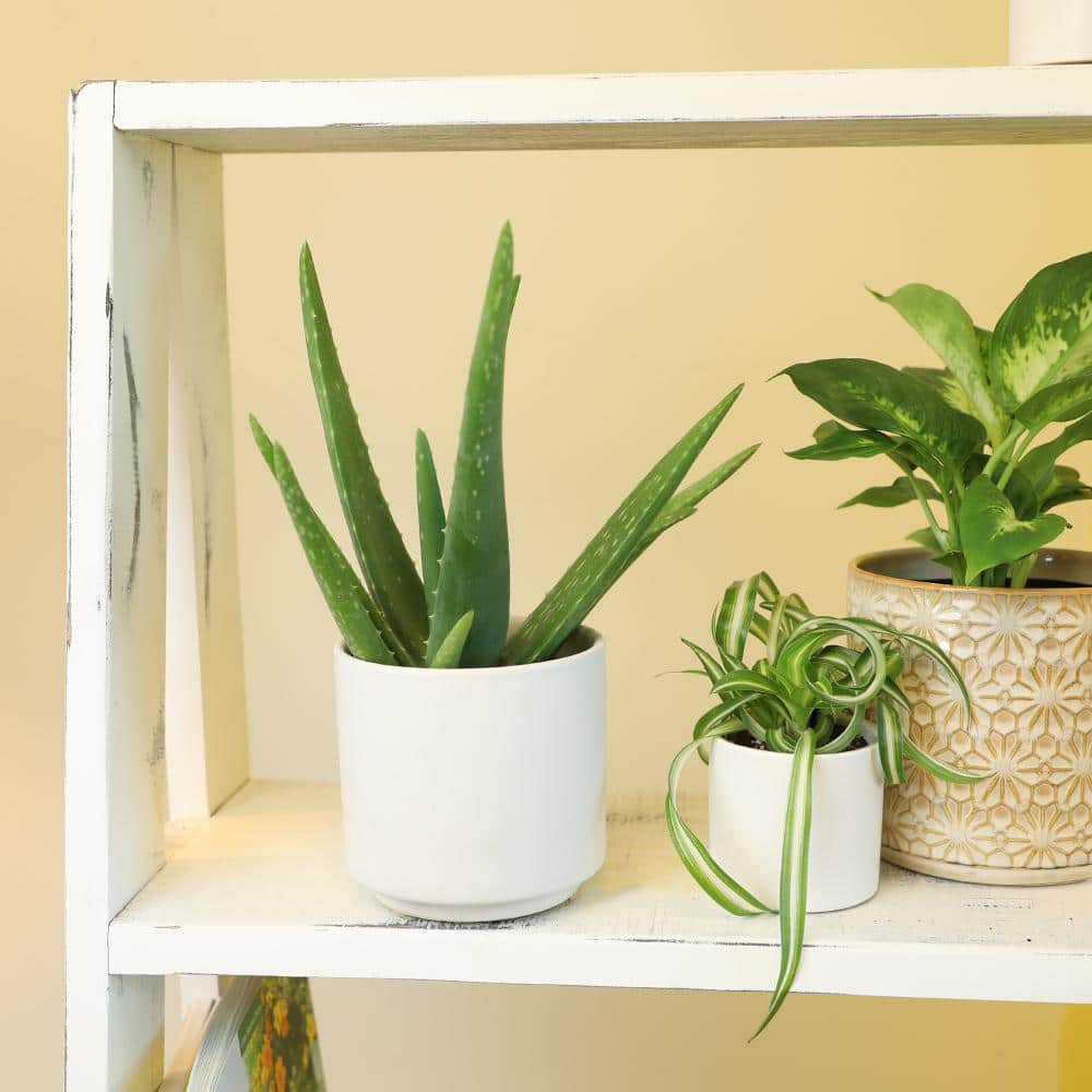 Aloe Vera 8" Green Succulent in Plastic Pot for Indoor/Outdoor
