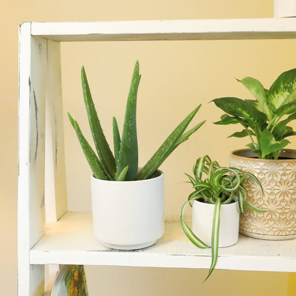 SMART PLANET 3.5 in. Aloe Vera Plant 0881032 - The Home Depot