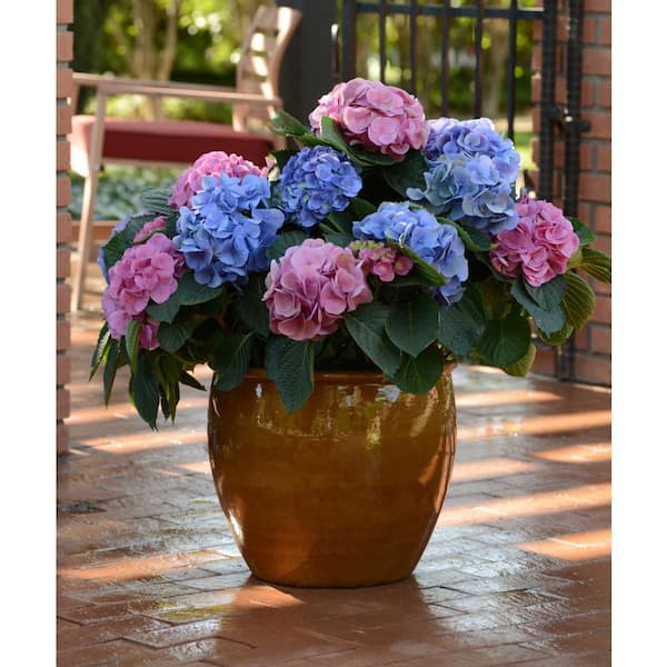 1 Gal. MopHead Hydrangea Flowering Live Shrub with Pink-White Blooms