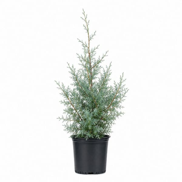 2.5 qt. Carolina Sapphire Arizona Cypress (Cupressus Arizonica) Fast-Growing Evergreen Tree for Privacy