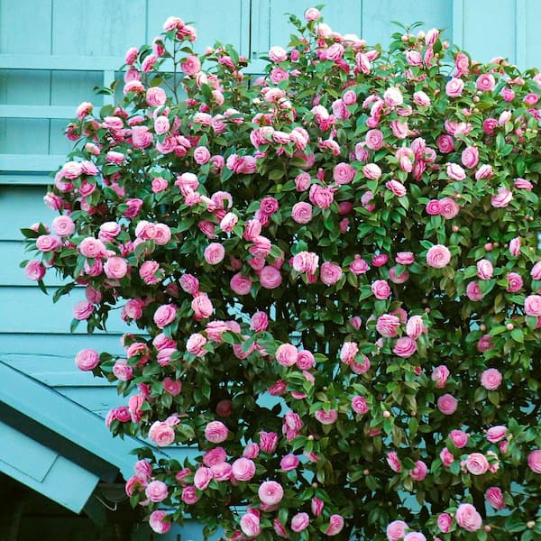 national PLANT NETWORK 1 gal. Camellia Pink Perfection Live Shrub