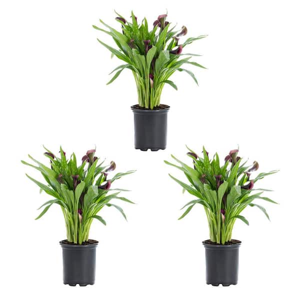 METROLINA GREENHOUSES 2 Qt. Purple Calla Lily Perennial Plant (3-Pack)
