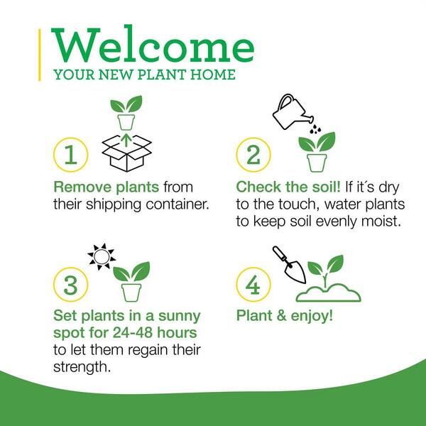 Bonnie Plants - 1.19 qt. Lieutenant Broccoli Plant (6-Pack)
