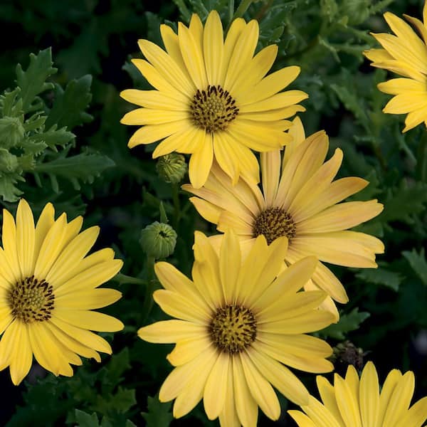 ALTMAN PLANTS #1 2.5 Qt. Yellow African Daisy Plant