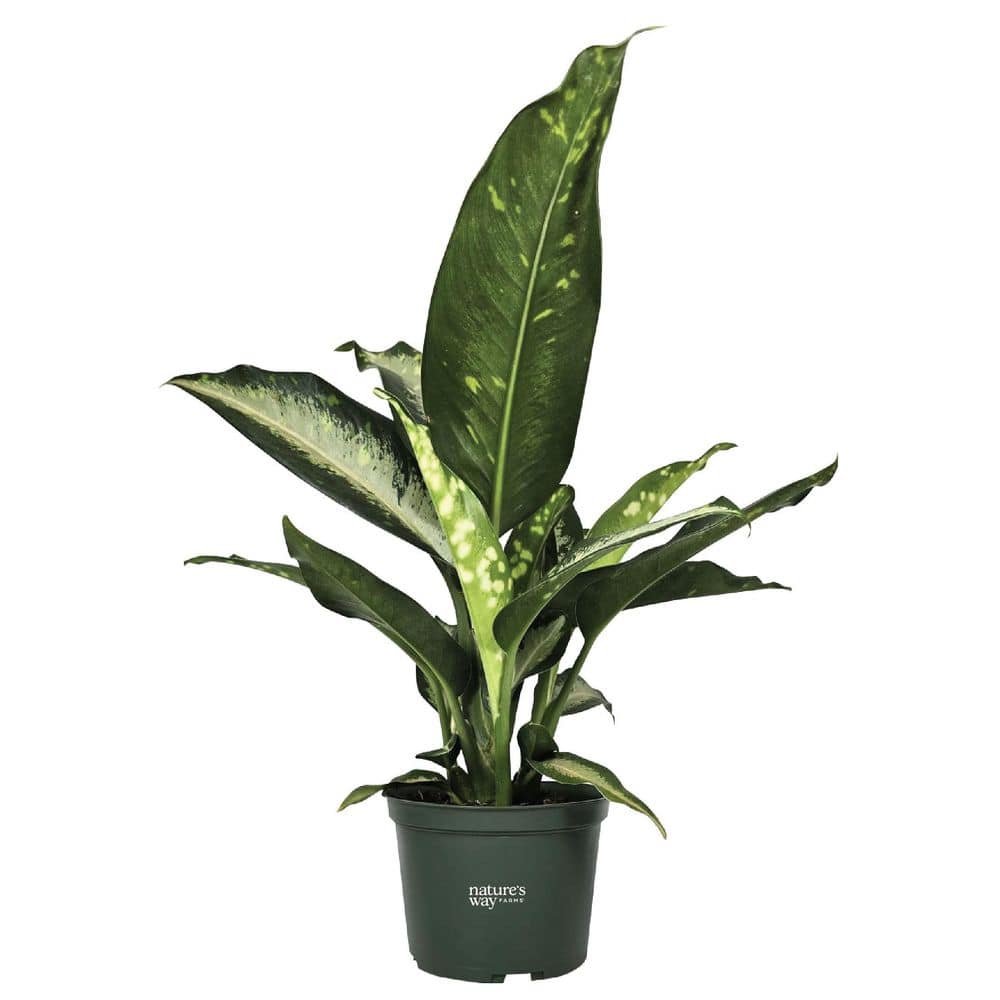 Dieffenbachia Panther Indoor Live Plant (8-15 in. Tall) in Grower Pot price history on PriceWatchPro