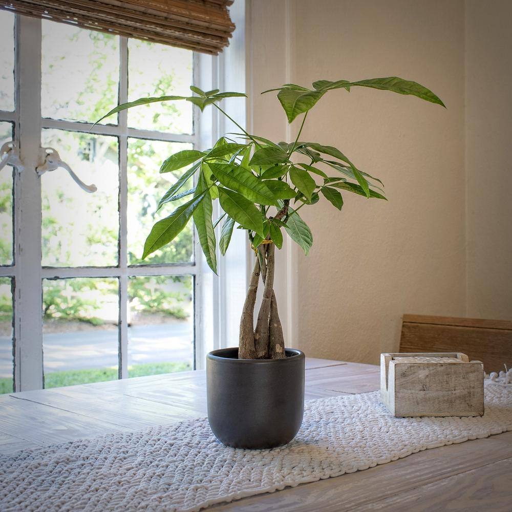 30" Black Ceramic Braided Money Tree Indoor Plant